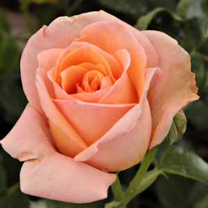 Diskreten vonj vrtnice - Roza - Rozália - 